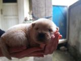 A Kalite Chow Chow Bebekler