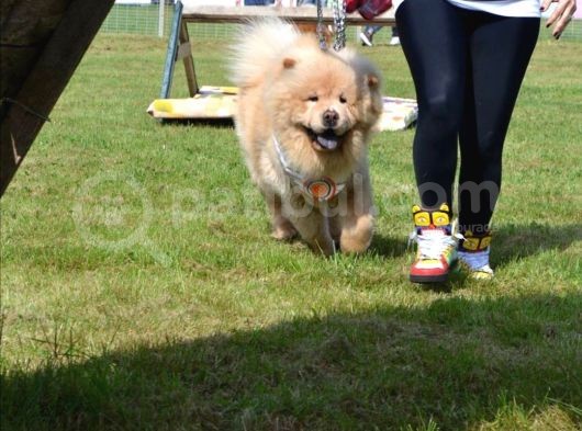 A Kalite Chow Chow Bebekler görsel