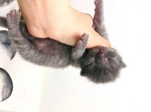 Scottish Fold Safkan