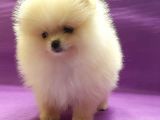 Pomeranian Boo Yavruları