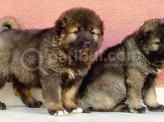 Kafkas Çoban Köpeği Yavruları görsel