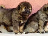 Kafkas Çoban Köpeği Yavruları