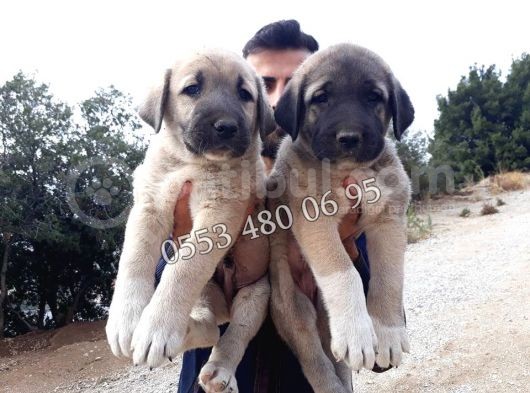 Devasa  Kangal Yavruları görsel