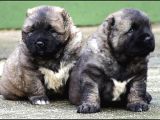 Kafkas Çoban Köpeği Yavruları