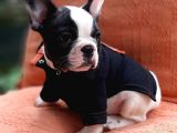 French Bulldog Yavruları