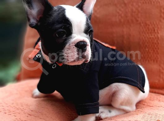 French Bulldog Yavruları görsel