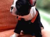 French Bulldog Yavruları