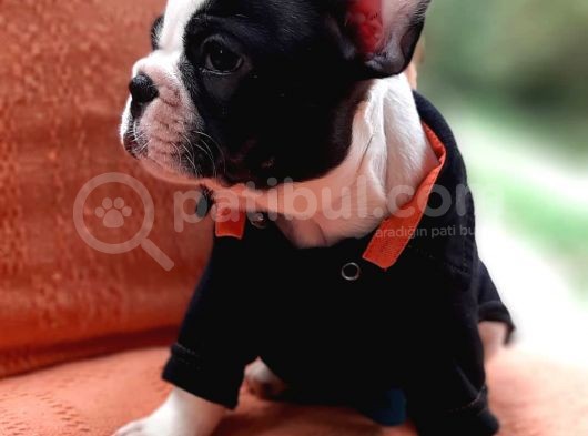 French Bulldog Yavruları görsel
