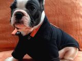 French Bulldog Yavruları