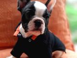 French Bulldog Yavruları
