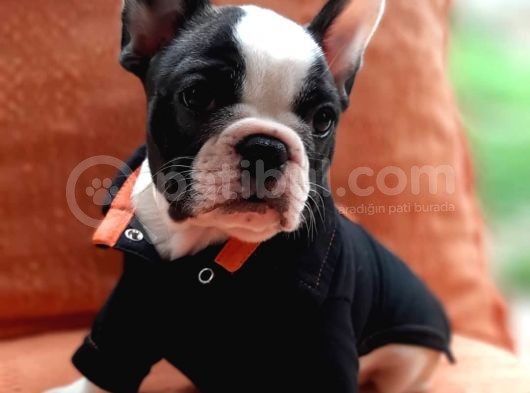 French Bulldog Yavruları görsel