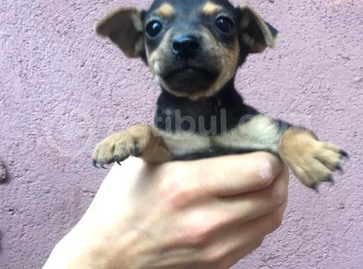 Mini Mini Pincır Yavrular görsel