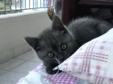 Safkan Dişi Yavru Kedi