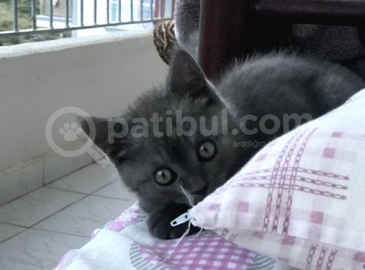 Safkan Dişi Yavru Kedi görsel
