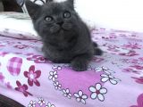 Safkan Dişi Yavru Kedi