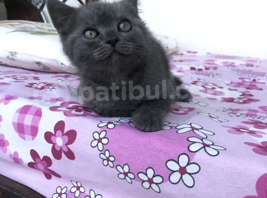 Safkan Dişi Yavru Kedi görsel
