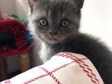 Safkan Dişi Yavru Kedi