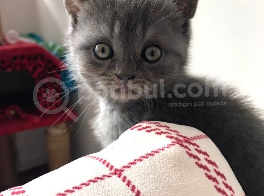 Safkan Dişi Yavru Kedi görsel