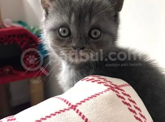 Safkan Dişi Yavru Kedi