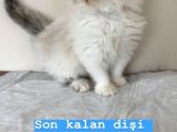 British Shorthair, Scottish Fold, Chinchilla Yavrular