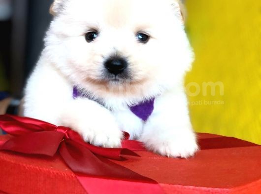 Pomeranian Mini Oğlumuz görsel