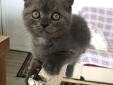 Safkan Dişi Yavru Kedi