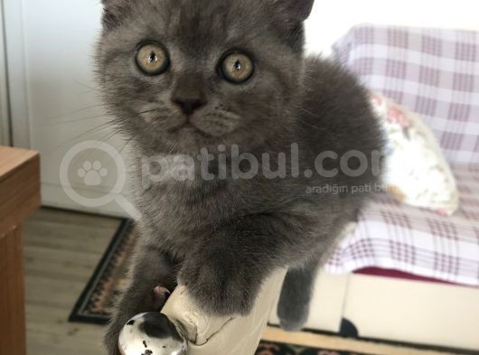 Safkan Dişi Yavru Kedi görsel