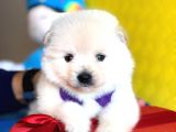 Pomeranian Mini Oğlumuz