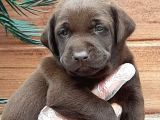 Labrador Retriever Yavruları
