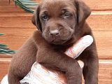 Labrador Retriever Yavruları