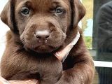 Labrador Retriever Yavruları