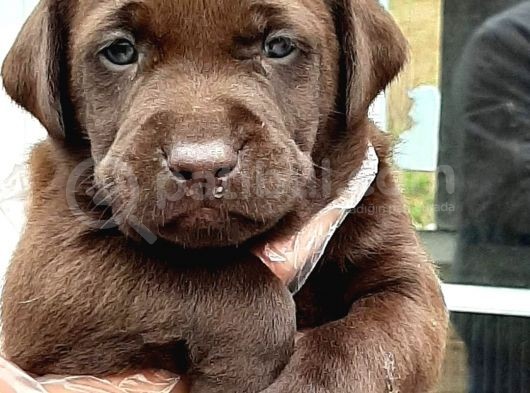 Labrador Retriever Yavruları görsel