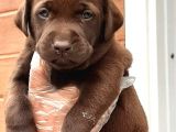Labrador Retriever Yavruları