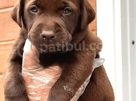 Labrador Retriever Yavruları görsel