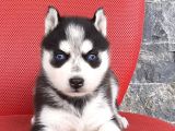 Sibirya Husky Yavrumuz
