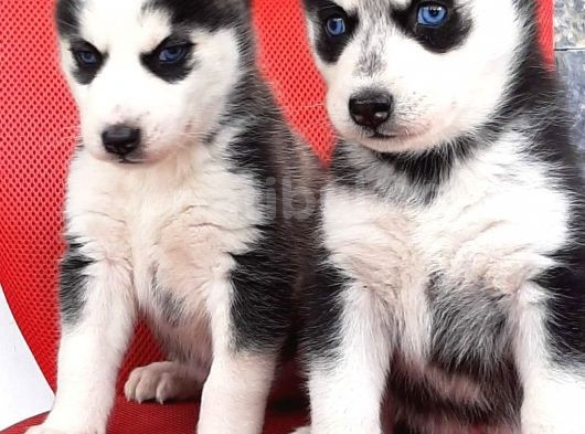 Sibirya Husky Yavrumuz görsel