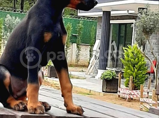 Doberman Yavrumuz görsel