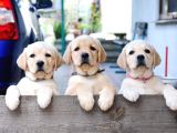 Labrador Retriever Yavruları
