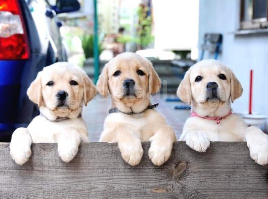 Labrador Retriever Yavruları görsel