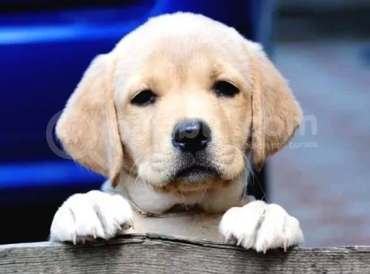 Labrador Retriever Yavruları