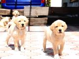 Labrador Retriever Yavruları