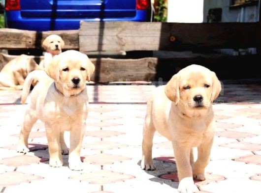 Labrador Retriever Yavruları görsel