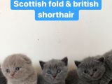 British Shorthair, Scottish Fold, Chinchilla Yavrular
