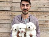 Maltesse Terrier Yavrularımız