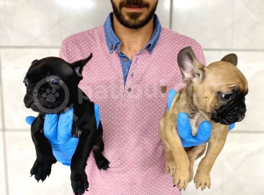 French Bulldog görsel