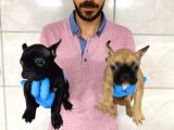 French Bulldog