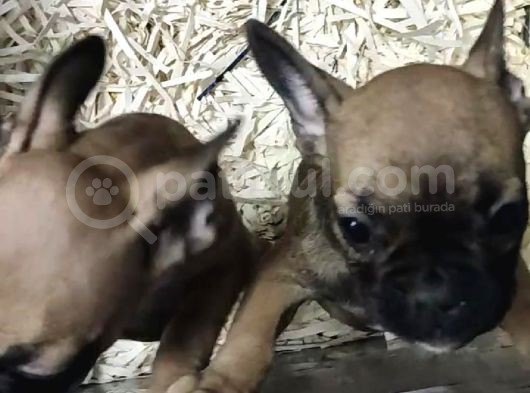 French Bulldog görsel