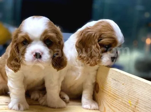 King Charles Cavalier
