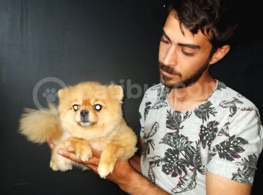 Pomeranian Boo görsel
