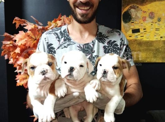 İngiliz Bulldog görsel